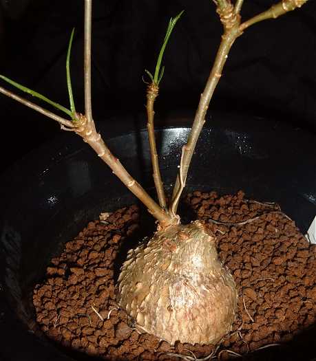 Euphorbia hedyotoides ̎ʐ^