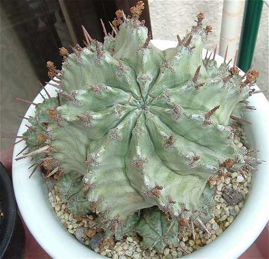 Euphorbia horrida ̎ʐ^