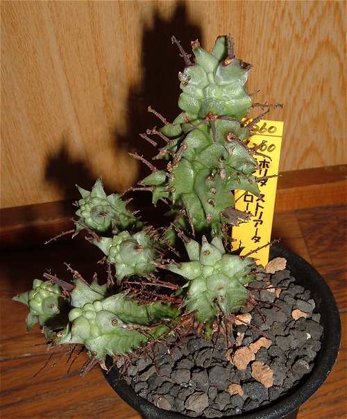 Euphorbia horrida var. striata ̎ʐ^