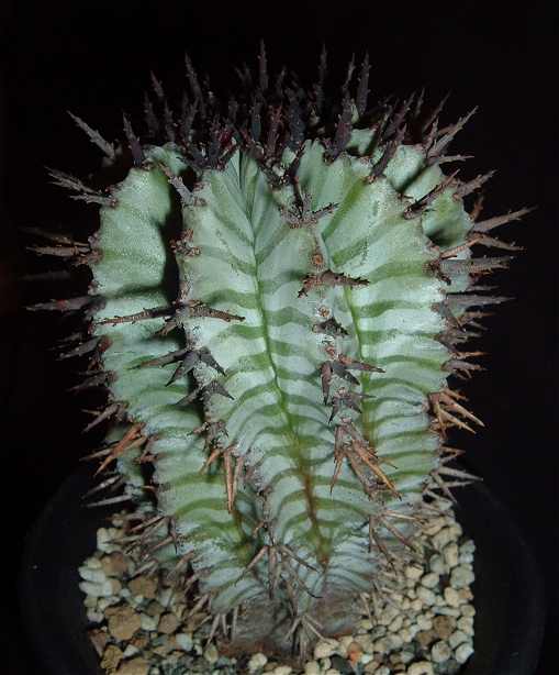 Euphorbia horrida var. zebrina ̎ʐ^