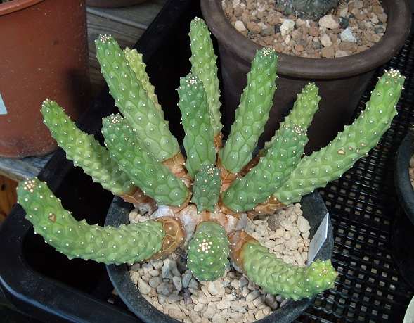 Euphorbia inermis ̎ʐ^
