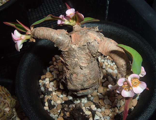 Euphorbia itremensis ̎ʐ^
