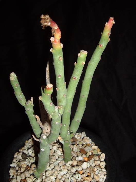 Euphorbia lavranii ̎ʐ^