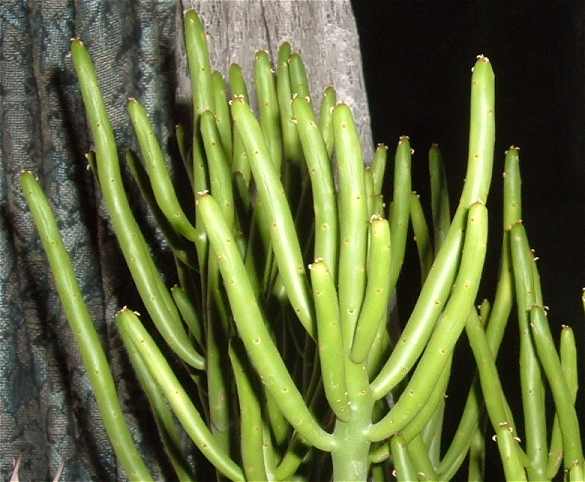 Euphorbia leucodendron ̎ʐ^