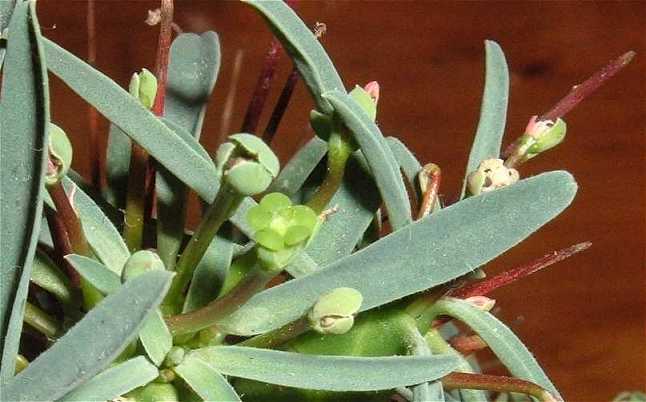 Euphorbia loricata flower̎ʐ^