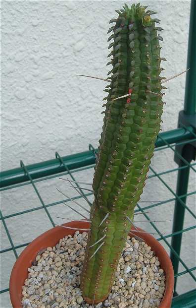 Euphorbia mammillaris ̎ʐ^