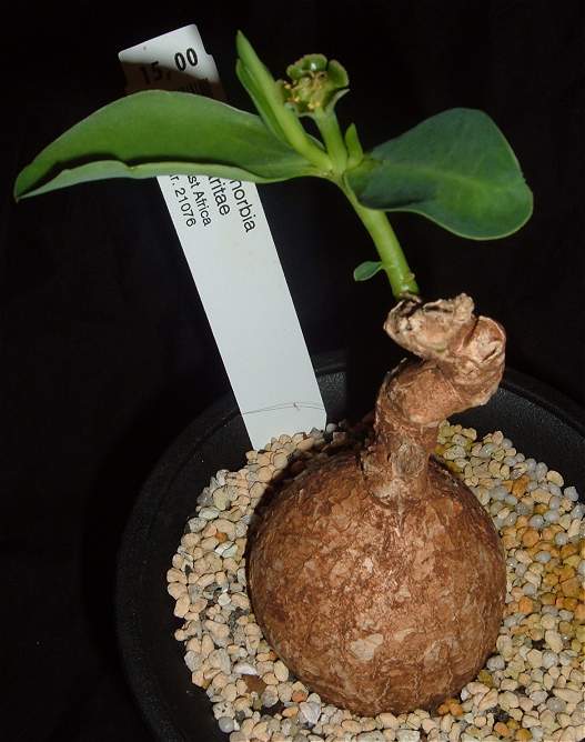 Euphorbia maritae ̎ʐ^