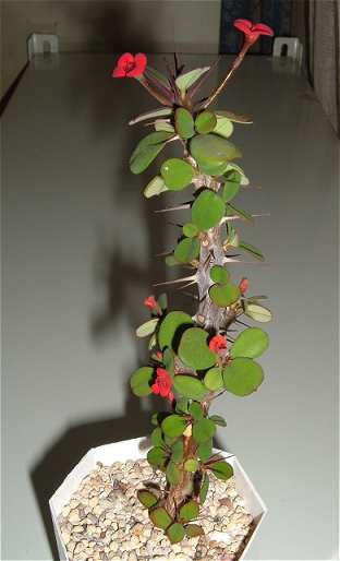 Euphorbia milii var. imperatae ̎ʐ^