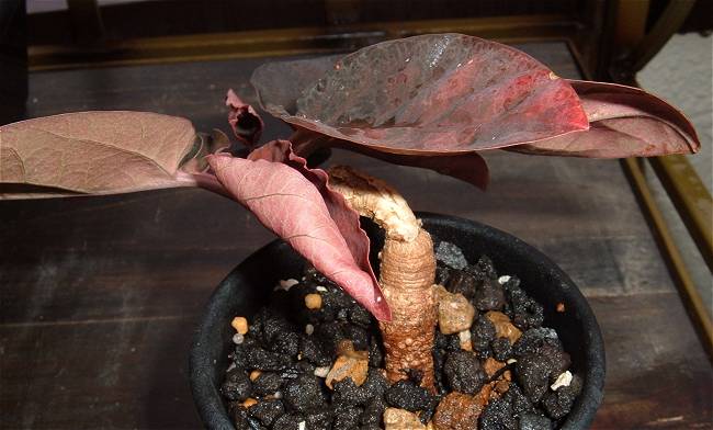 Euphorbia morattii ̎ʐ^