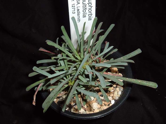 Euphorbia multifolia ̎ʐ^