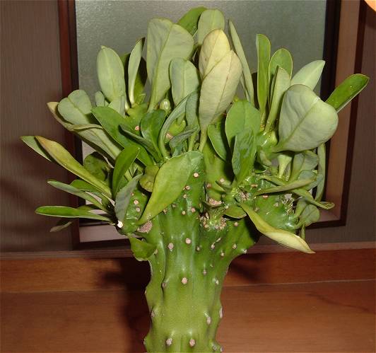 Euphorbia neriifolia Lpԉ̎ʐ^