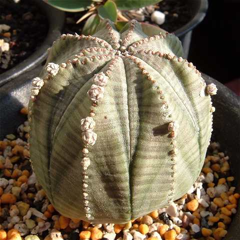 Euphorbia obesa ̎ʐ^