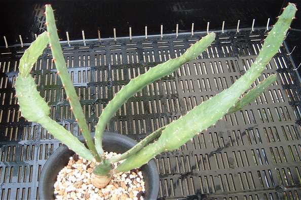 Euphorbia opuntioides ̎ʐ^