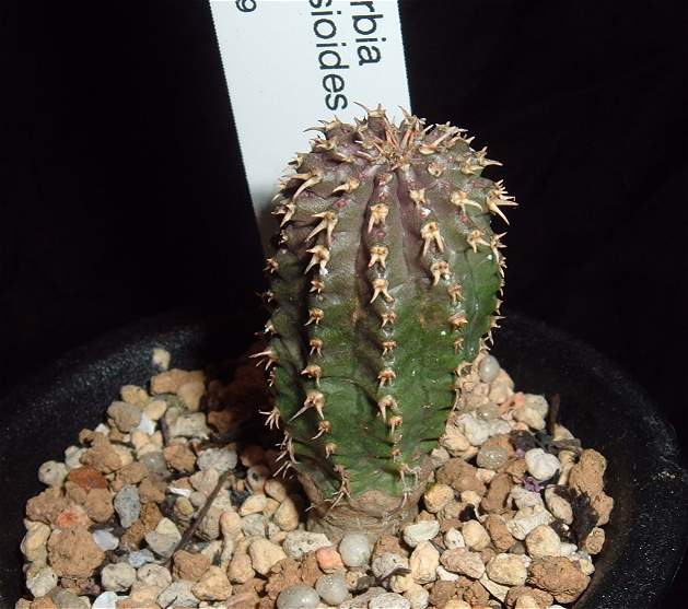 Euphorbia phillipsioides ̎ʐ^