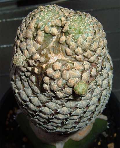 Euphorbia piscidermis ̎ʐ^