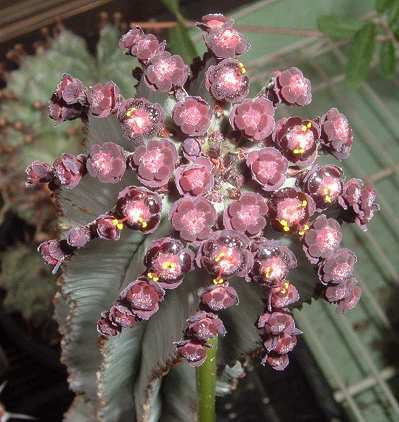 Euphorbia polygona flower̎ʐ^