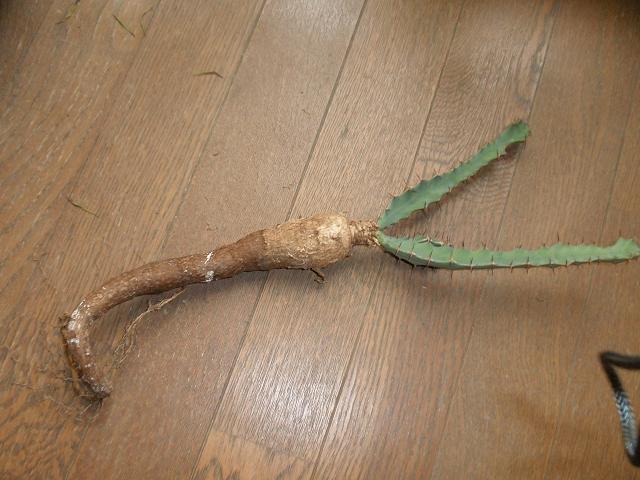 Euphorbia pseudoburuana ̎ʐ^