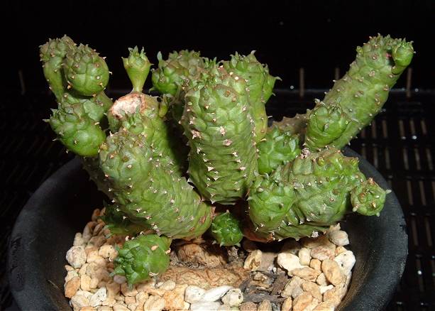 Euphorbia pseudoglobosa ̎ʐ^