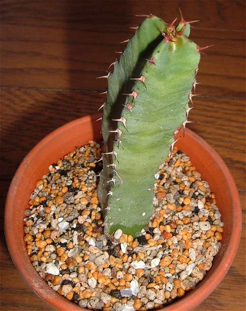 Euphorbia resinifera ̎ʐ^