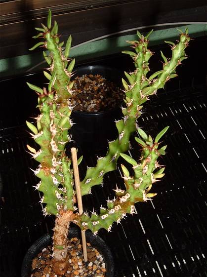 Euphorbia richardsiae ̎ʐ^