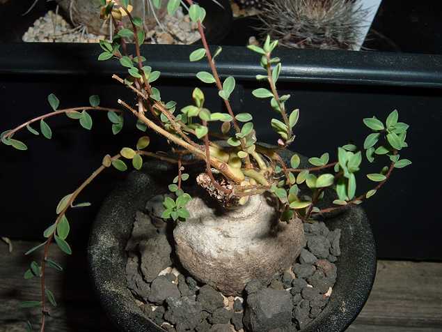 Euphorbia rivae ̎ʐ^