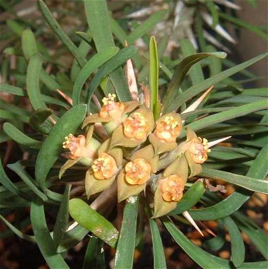 Euphorbia rossii flower̎ʐ^