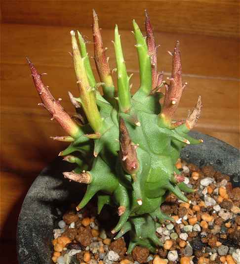 Euphorbia schoelandii ̎ʐ^