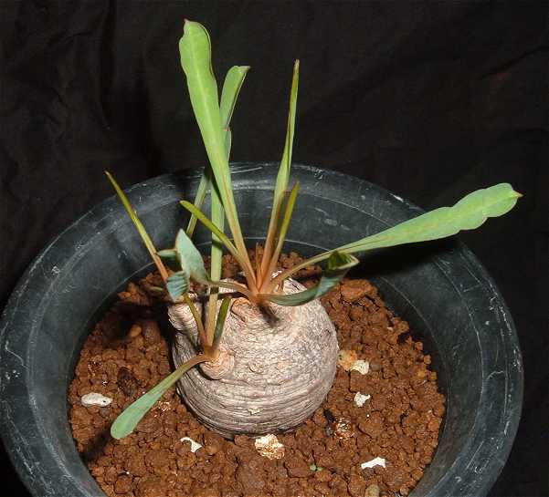 Euphorbia silenifolia ̎ʐ^