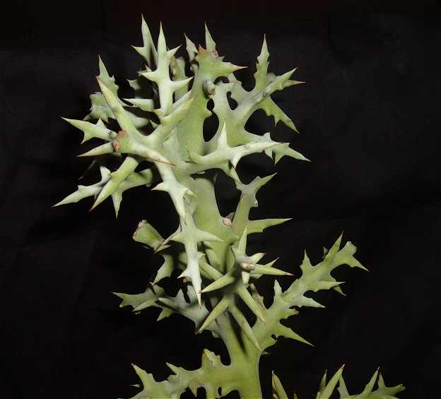 Euphorbia stenoclada ̎ʐ^