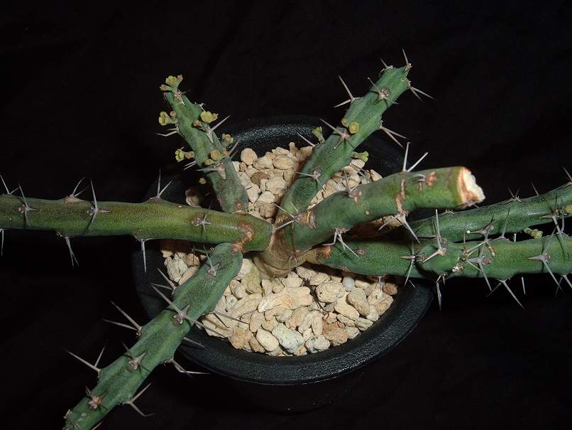 Euphorbia subscandens ̎ʐ^