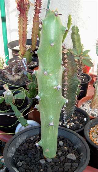 Euphorbia sudanica ̎ʐ^