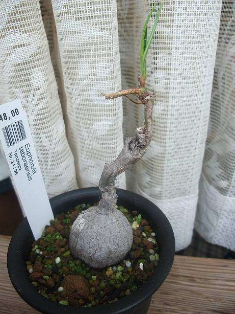 Euphorbia taboraensis ̎ʐ^