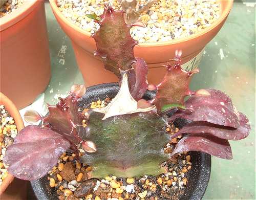Euphorbia trigona 'Rubra' 