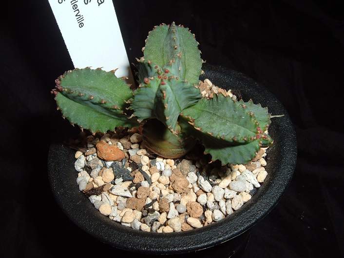 Euphorbia tubiglans ̎ʐ^