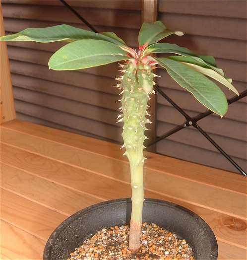 Euphorbia viguieri ̎ʐ^