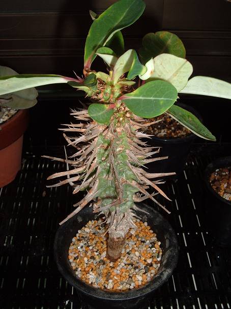 Euphorbia viguieri var. capuroniana ̎ʐ^