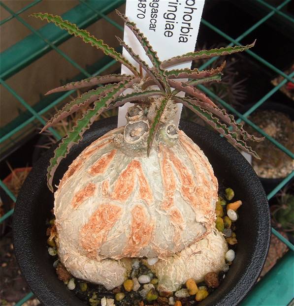 Euphorbia waringiae ̎ʐ^