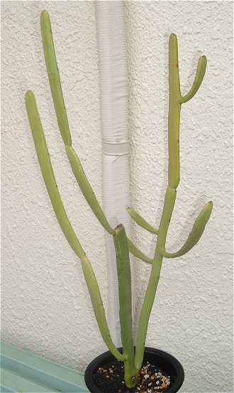 Euphorbia xylophylloides ̎ʐ^