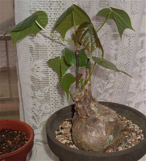 Gyrocarpus jacquinii ̎ʐ^