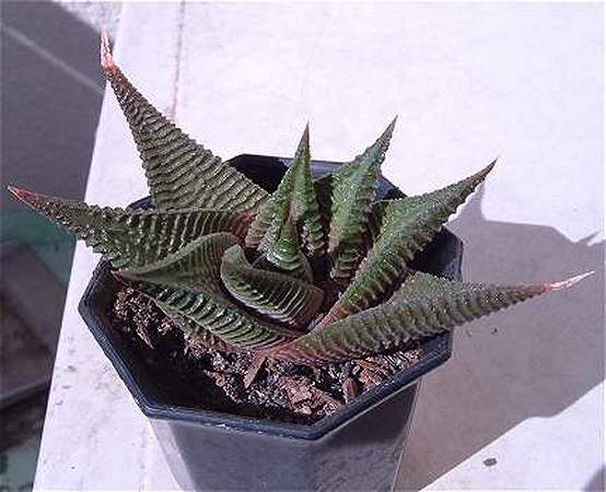 Haworthia limifolia ̎ʐ^