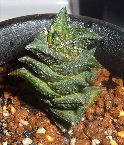Haworthia nigra ̎ʐ^