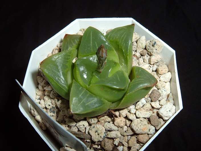 Haworthia nitidula ̎ʐ^