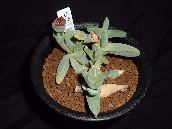 Ihlenfeldtia  excavata �̎ʐ^