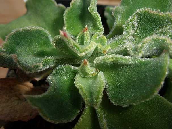 Mesembryanthemum crystallinum ̎ʐ^