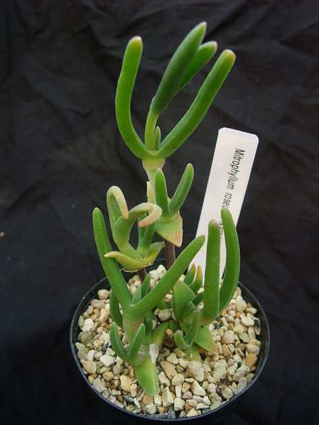 Mitrophyllum roseum ̎ʐ^