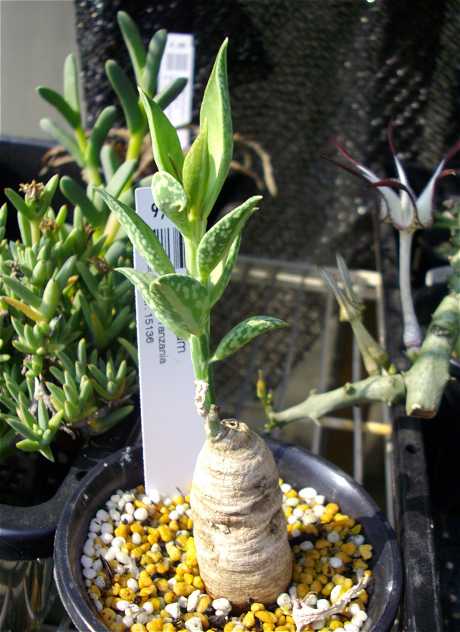 Monadenium montanum ̎ʐ^