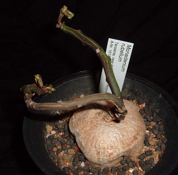 Monadenium rubellum ̎ʐ^