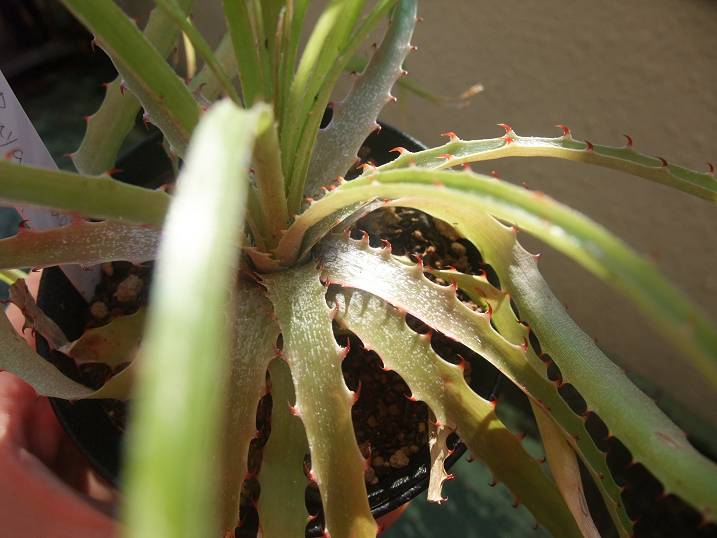 Puya mirabilis 