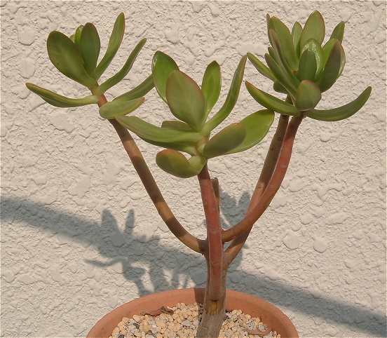 Sedum dendroideum ssp. praealtum ̎ʐ^
