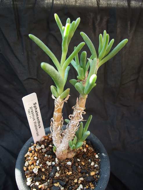 Sphalmanthus prasinus ̎ʐ^